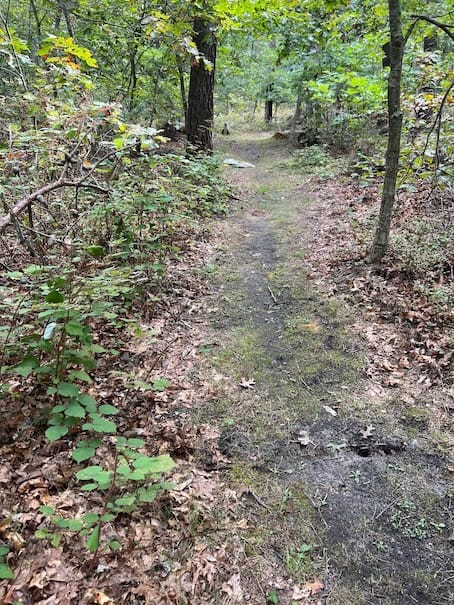 Controlling Invasive Species as Part of Routine Trail Maintenance, NY