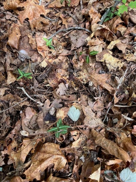 Controlling Invasive Species as Part of Routine Trail Maintenance, NY