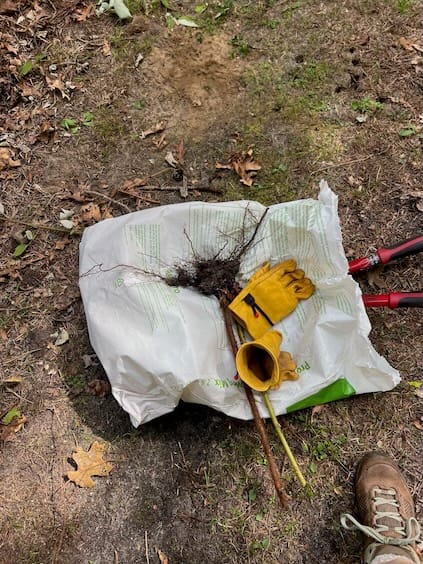 Controlling Invasive Species as Part of Routine Trail Maintenance, NY