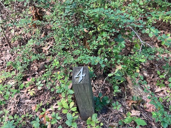 Controlling Invasive Species as Part of Routine Trail Maintenance, NY